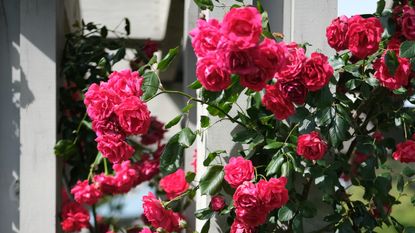 Climbing roses on fence