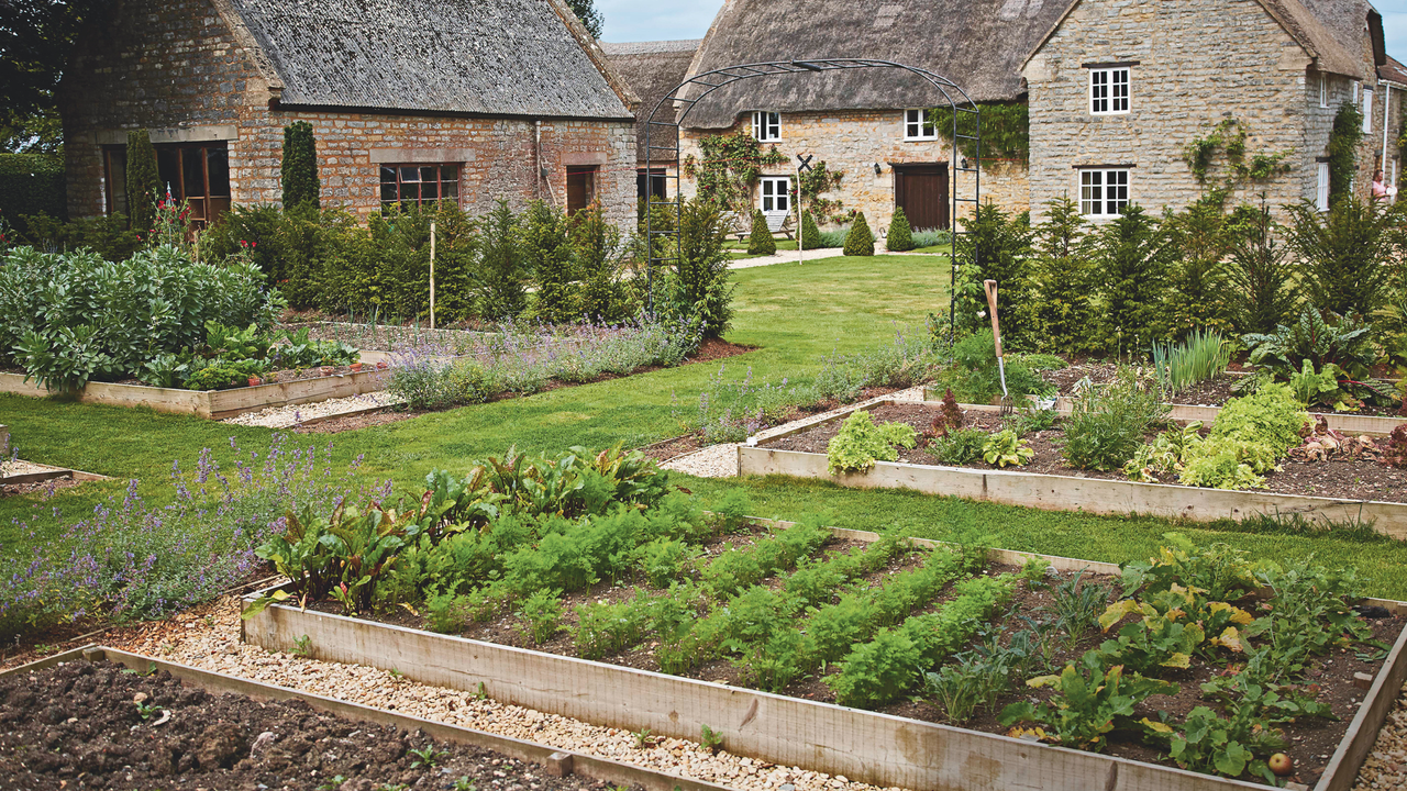 Wooden raised vegetable beds with vegetable plants in garden