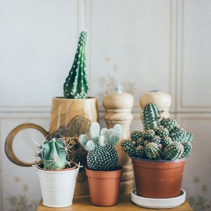 Potted Cacti And Succulents