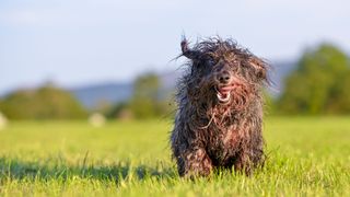 happy dog running through field