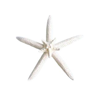 A Christmas starfish decoration