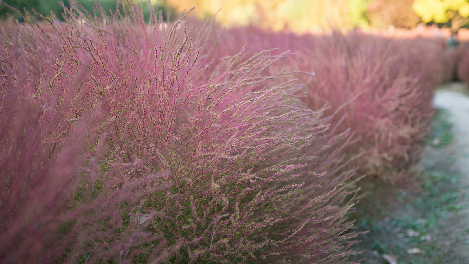 A mass planting of pink Muhly grass