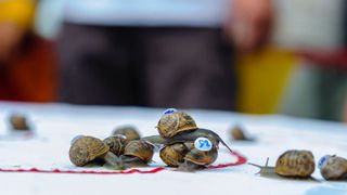 British country sports: snail racing