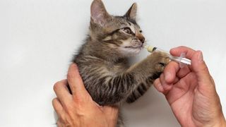 A tabby kitten taking medicine from a syringe