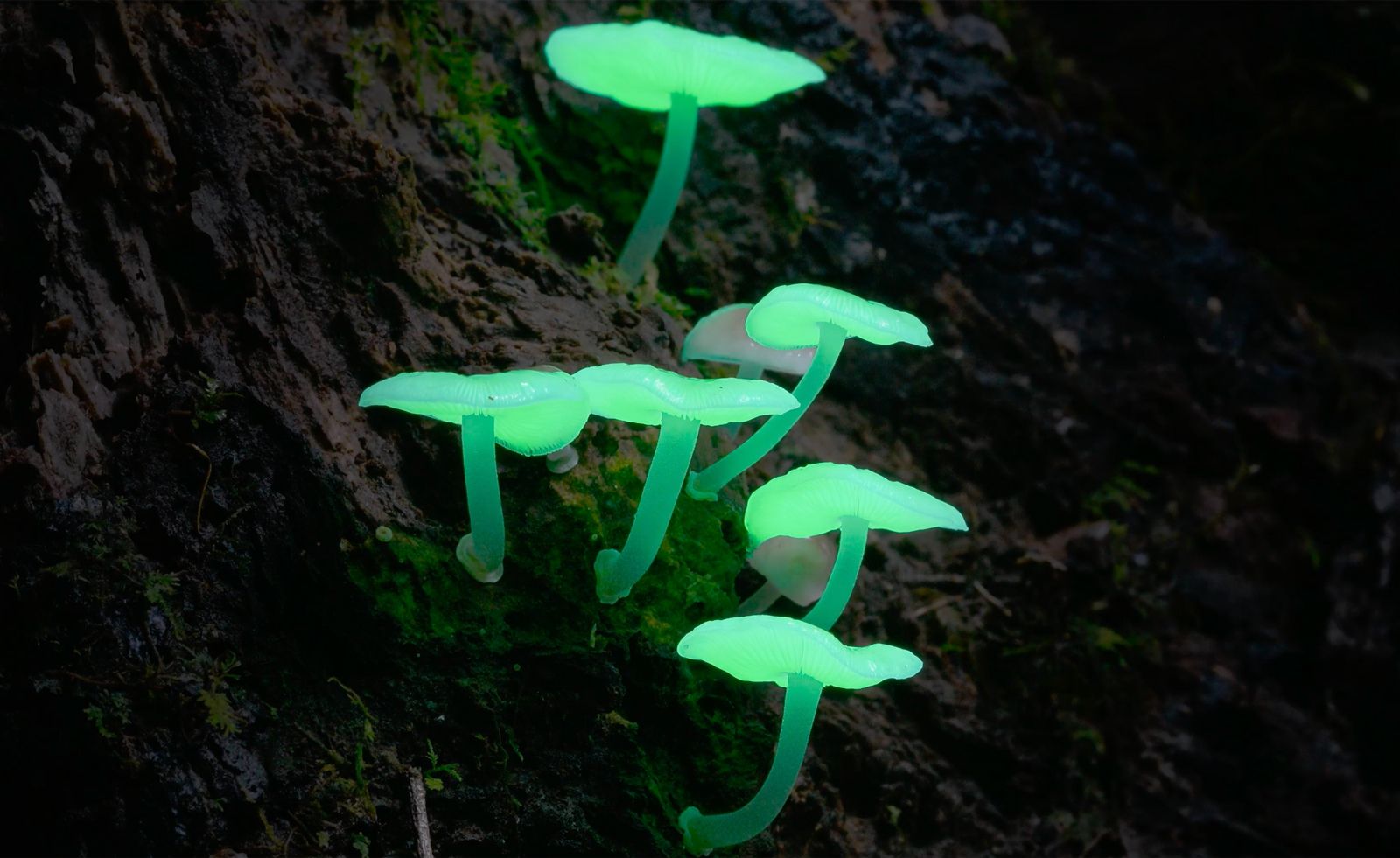luminous fungi growing from bark