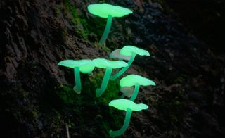 luminous fungi growing from bark
