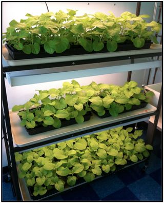 Healthy tobacco plants growing in the Drexel Multiscale Thermofluidics Lab.
