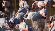 Flamingos wade in a pond at the Ornithological Park of Pont de Ga in the Camargue region
