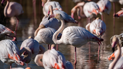 Flamingos wade in a pond at the Ornithological Park of Pont de Ga in the Camargue region