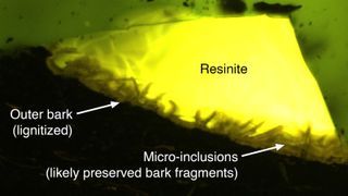 Microscope images of bits of bark in the amber fossil