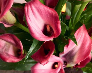 pink calla lilies viewed from above