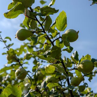 Pears growing on pear tree against blue sky