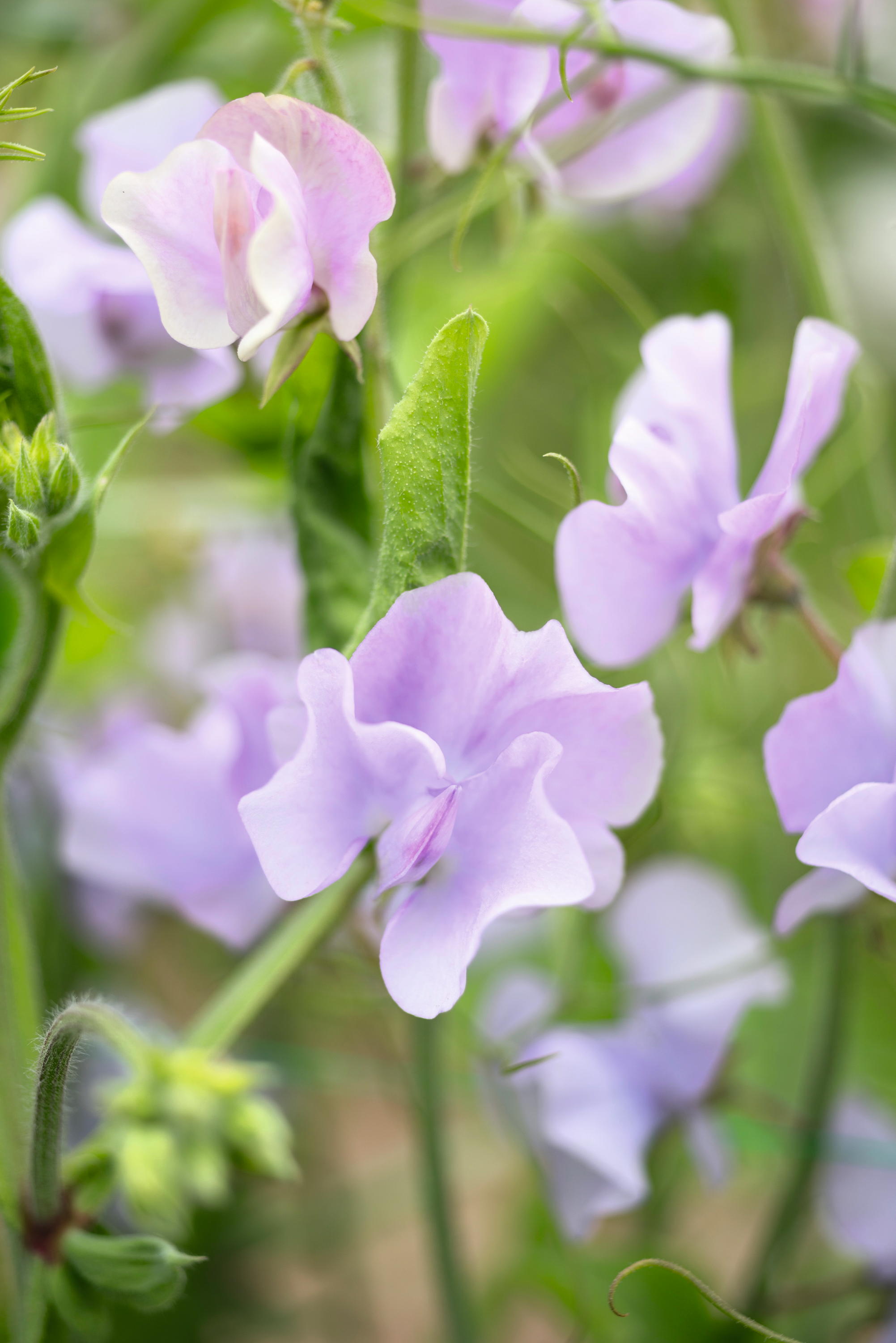 Sweet peas
