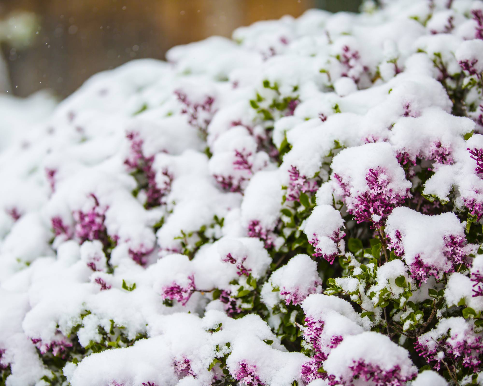 Winter daphne shrub with blooms coated in snow