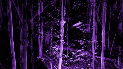 Woodland scene constructed from tiny purple lights