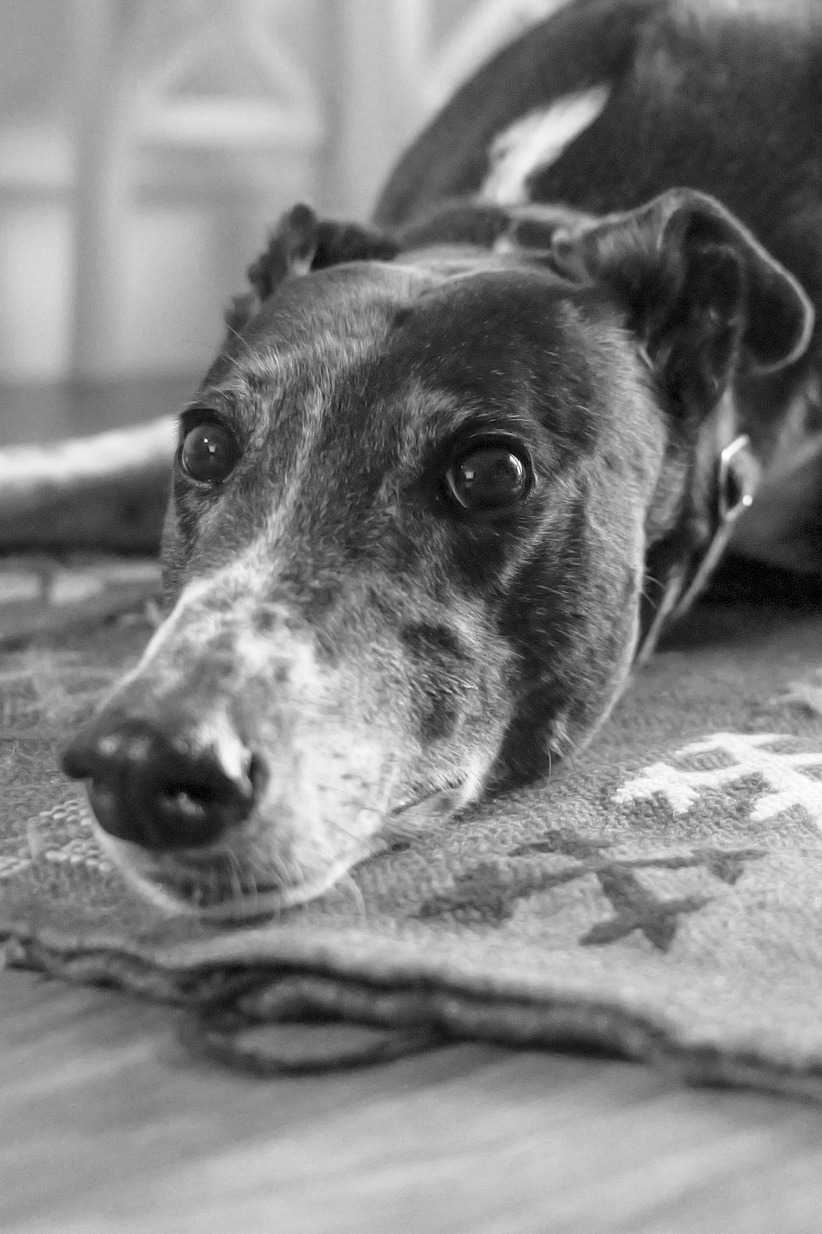 A photo of a dog taken on the Panasonic Lumix S9