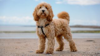 Cockapoo puppy on the beach