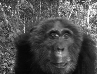 common chimpanzee in camera-trap photo
