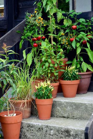 Potted tomatoes on step