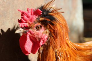 Rhode Island Red Rooster