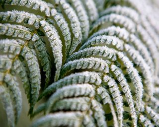 tree fern fronds covered in frost