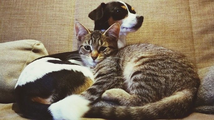 Can cat fleas live on dogs: A dog an and cat curled up on a couch together