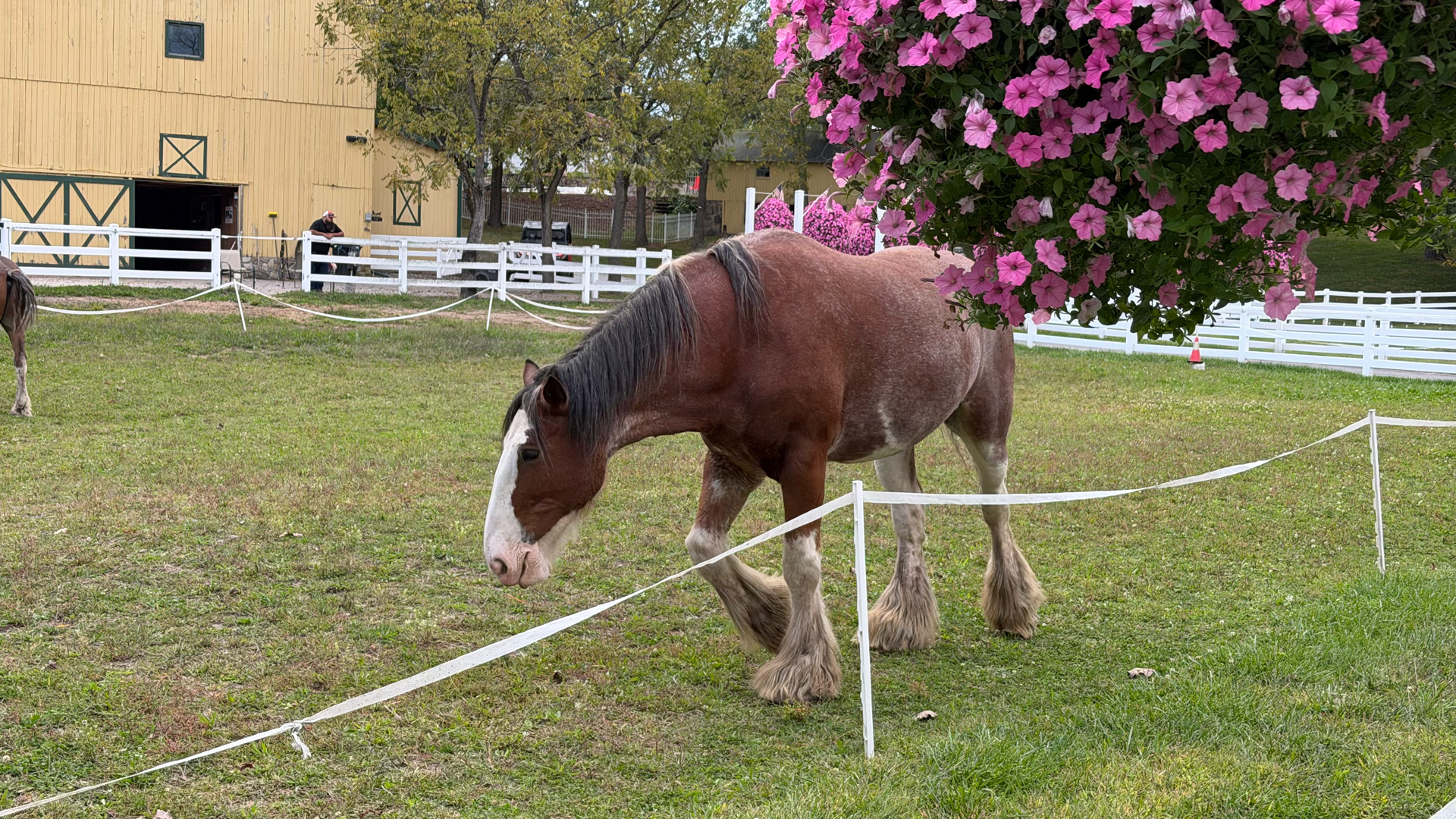 Apple iPhone 17 Pro REVIEW photo samples