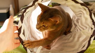 Abyssinian cat in agility tube