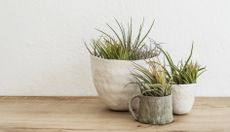 close up of three air plants in ceramic pots