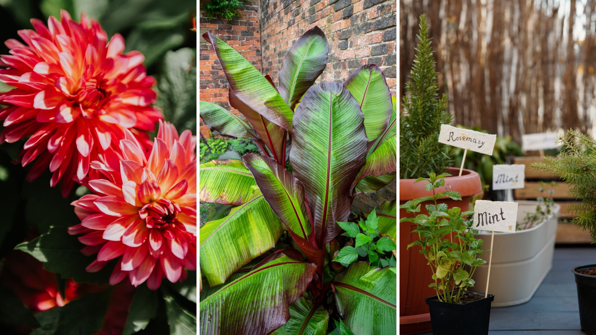 composite of three plants that need to be overwintered during the cold months