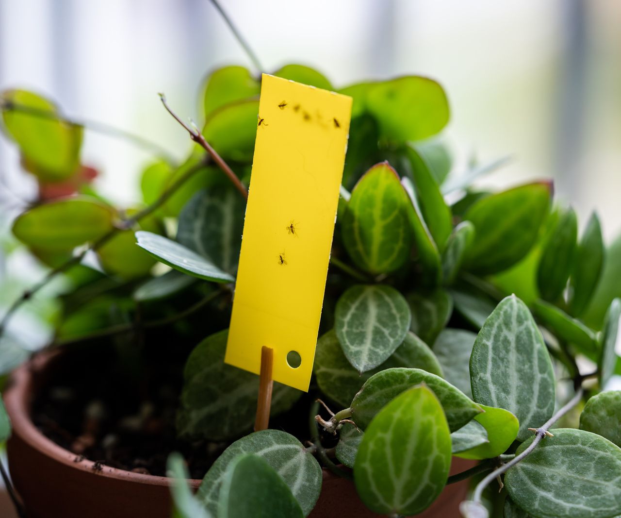 How to get rid of a houseplant gnat infestation: 5 expert tips | Homes ... - Identify Gnat Stragglers On Indoor Plants