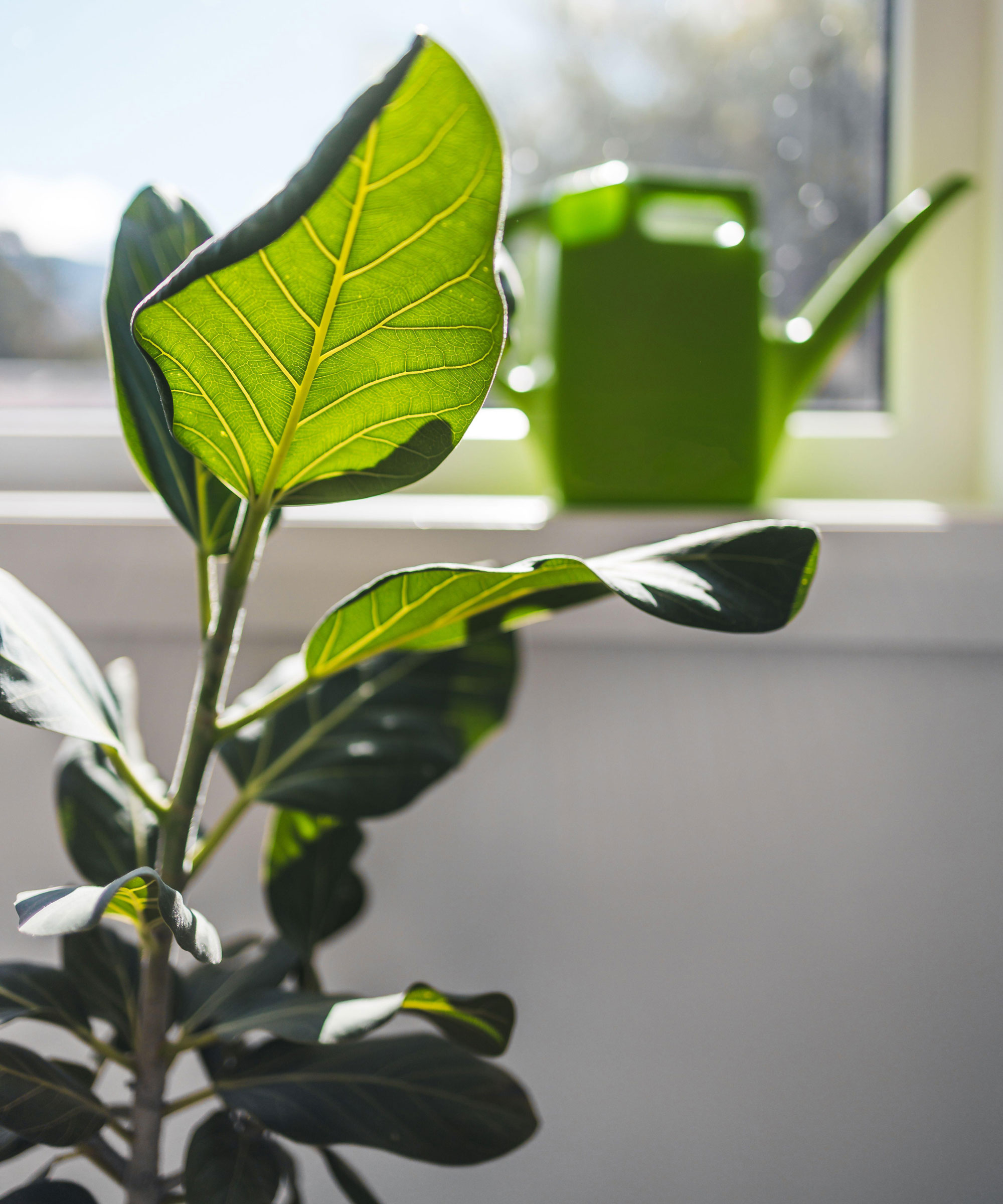 fiddle leaf fig plant with watering can near window