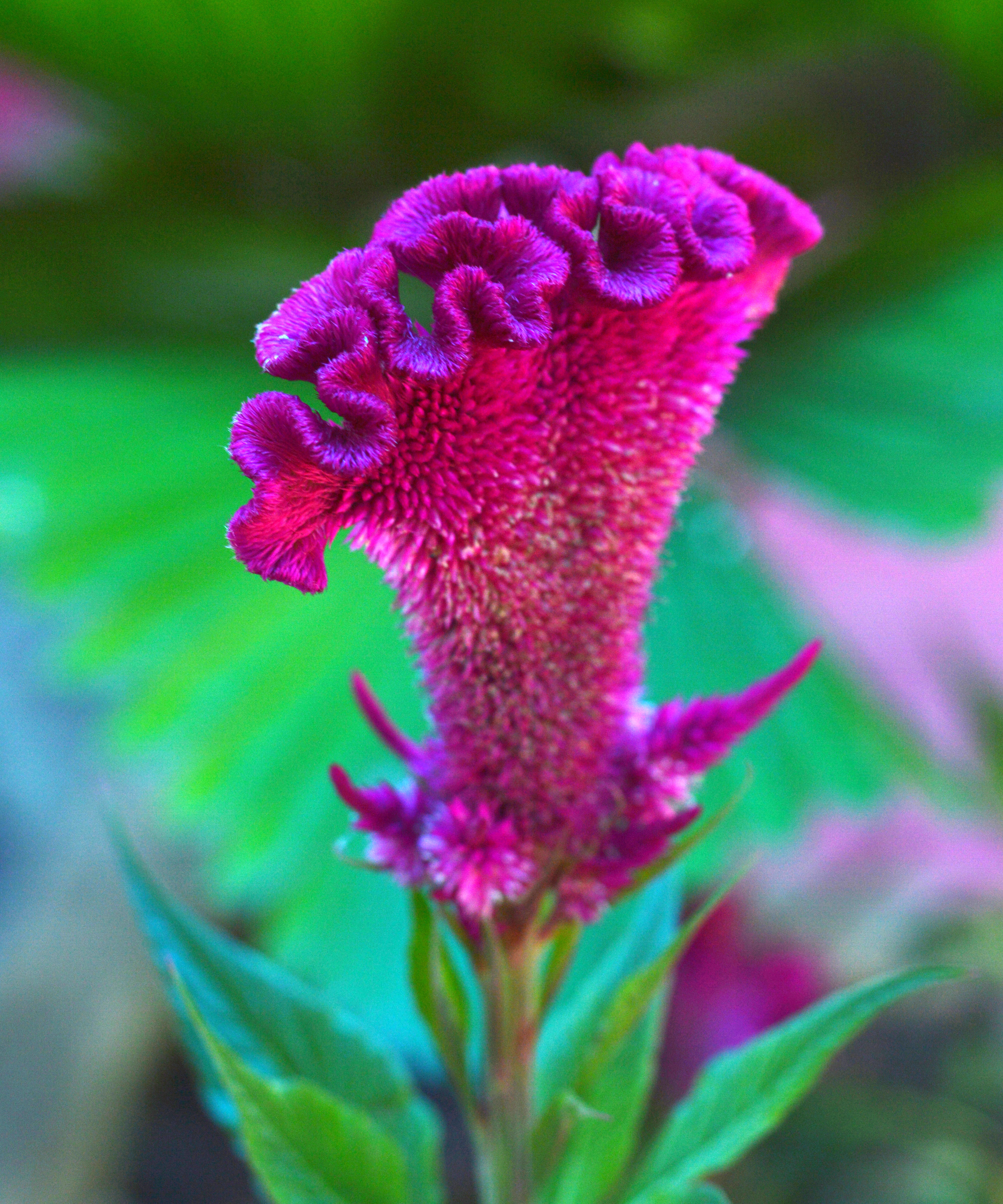flower crested chicken celiosa