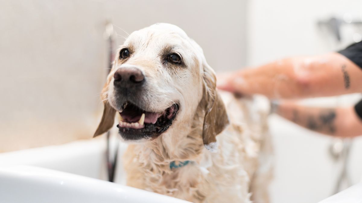 Dog groomer goes viral with his method for helping timid animals feel calmer during bath time