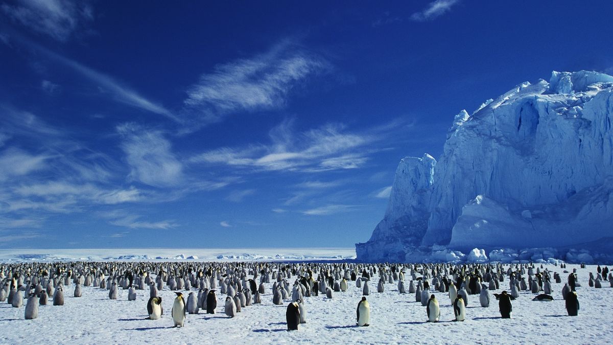 A group of penguins on an icy tundra