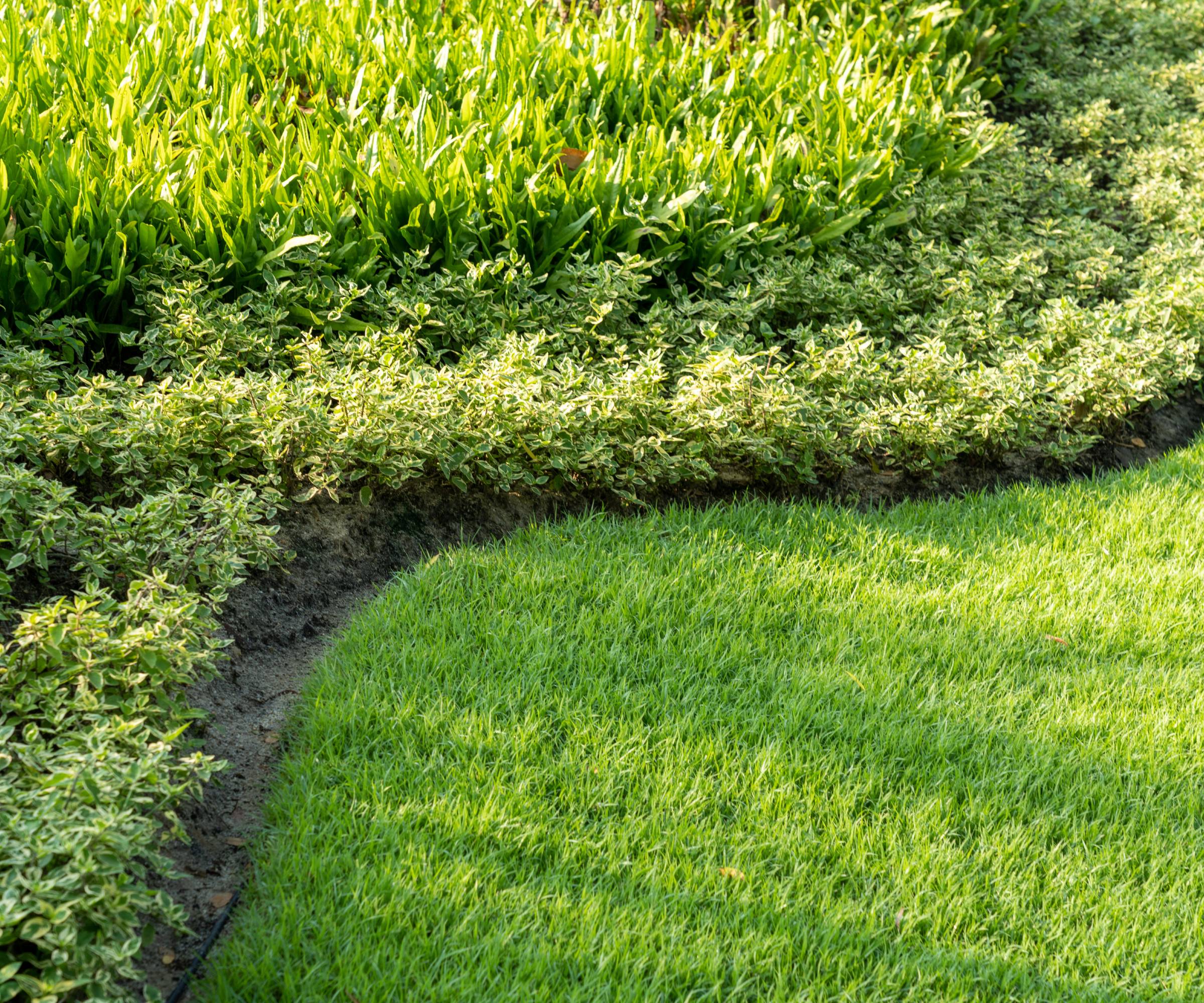 A curved line of bare dirt edging between lawn and a garden bed