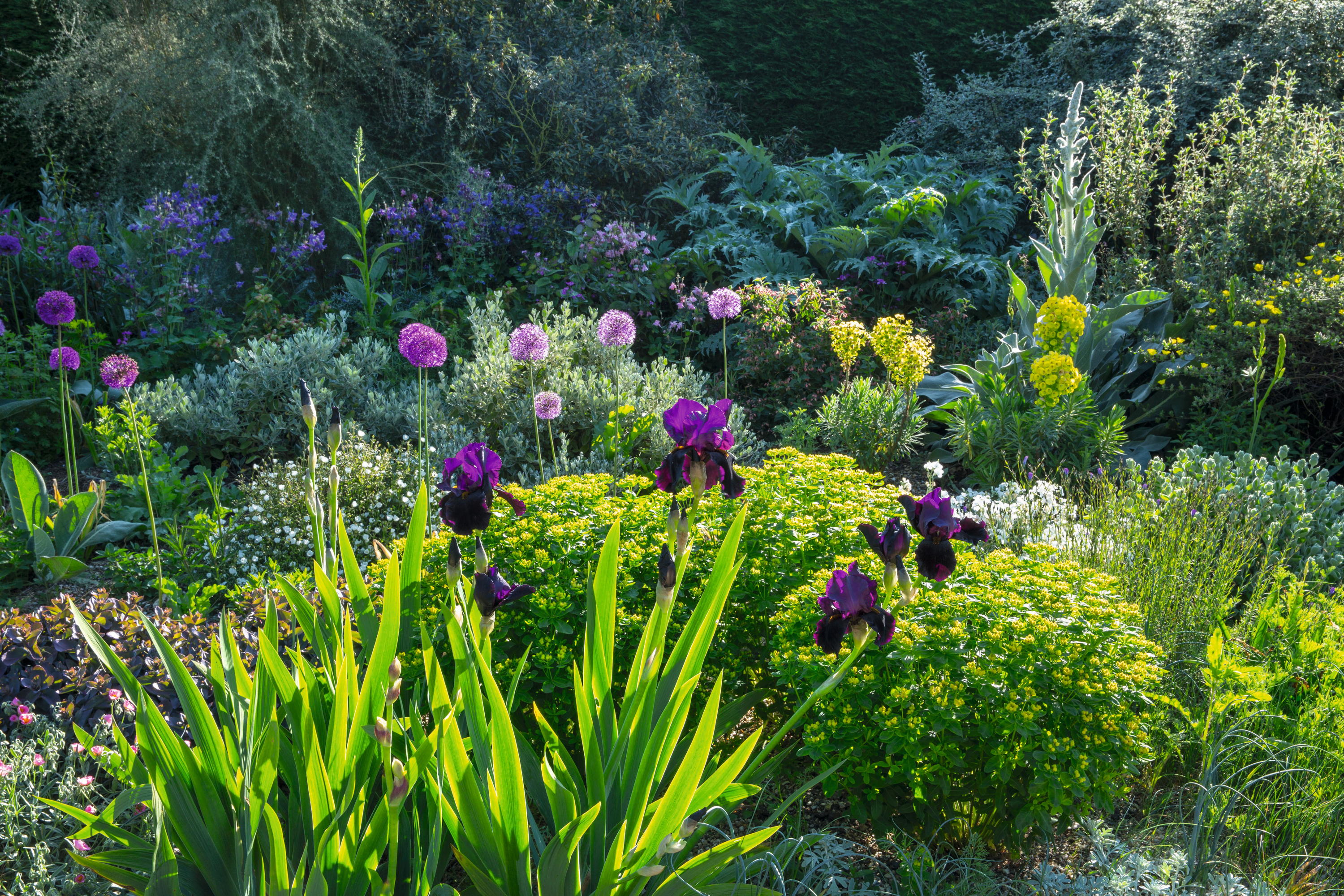 Iris 'Black Swan', euphorbia at Beth Chatto Garden