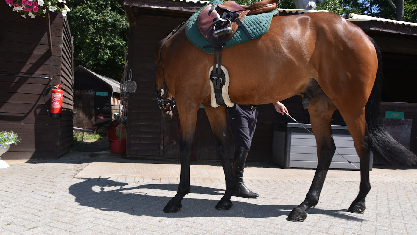 Groundwork exercises for sharp horses: teaching turn on the forehand.