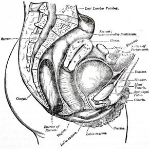 Policing anatomically correct words