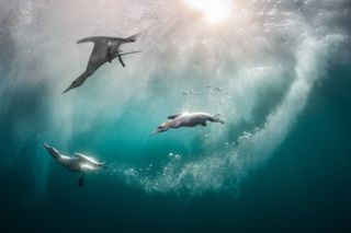 Here we see a trio of Northern Gannets diving into the ocean on a sunny day in Shetland. The species is Scotland’s largest seabird, and they are remarkably adept in the water, with the ability to dive to depths as far as 22 metres. I took this photo while scuba diving from a boat near Noss, which is home to the UK’s seventh largest colony of Northern Gannets. In the past the population has been estimated at around 25,000 birds, though their numbers were unfortunately severely reduced by the avian flu outbreak. It is unclear when, or if, their population will be able to recover. Dead herring from a local herring fishery were used to attract the birds to the boat. Nikon D850 with Nikon 8–15mm Fisheye lens. 15mm; 1/250s; f/14; ISO 100.