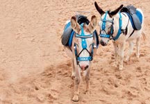 donkeys.jpg