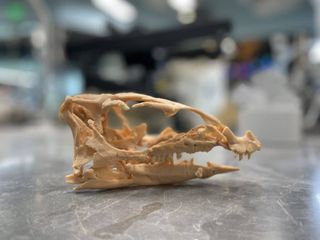 3D printed skull of Fona herzogae on a grey table