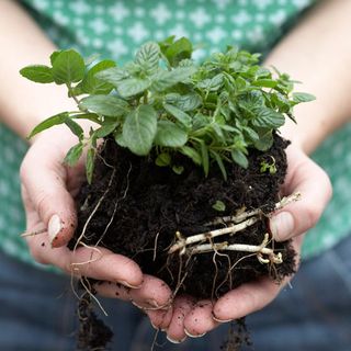 hand holding plant with roots