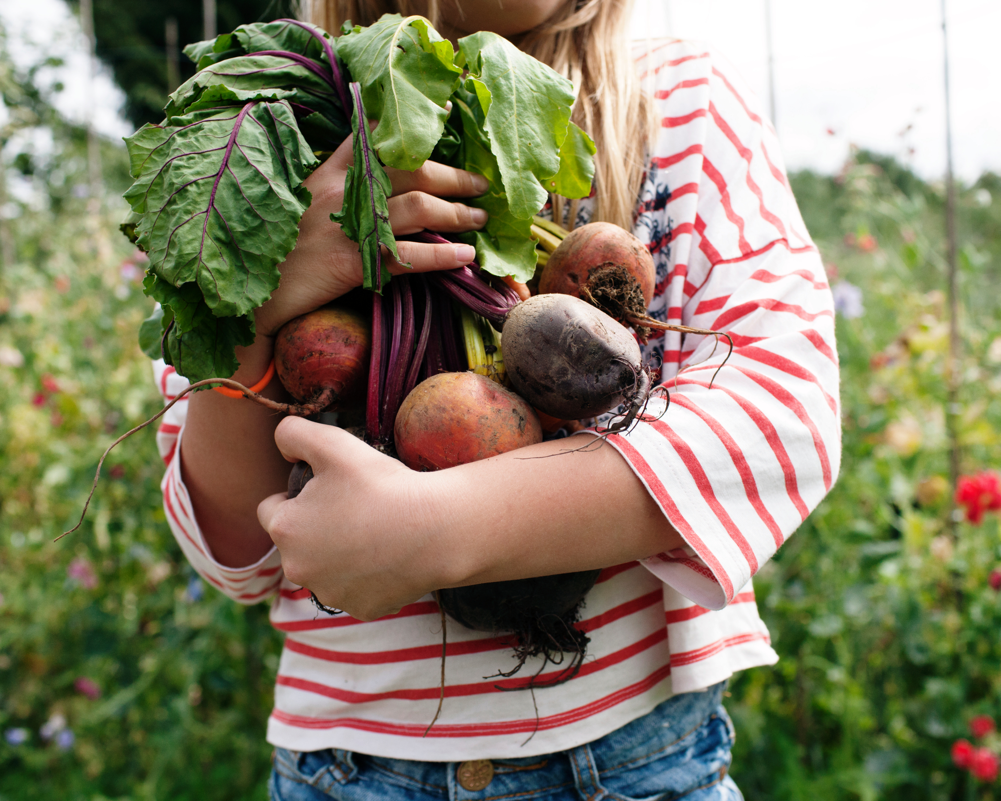 Girl holding bunch of freshly picked beetroot on her allotment.
