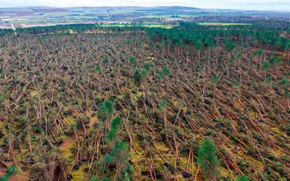 Aerial view of trees blown over by Storm Arwen.