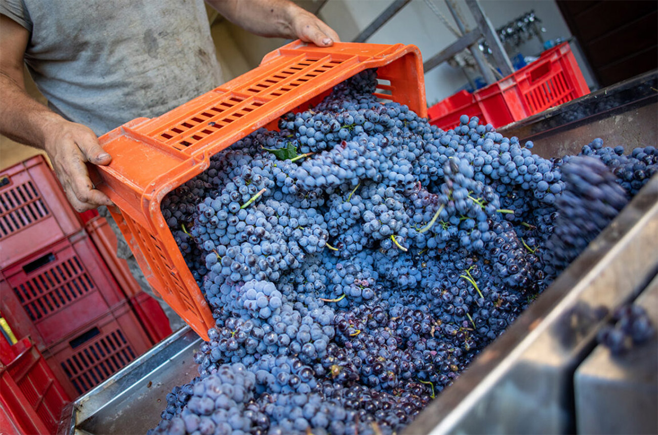 Grapes for Broccardo wines