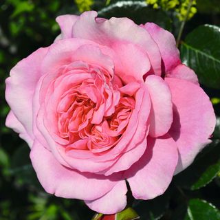 Timeless Pink Rose