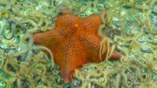 an orange starfish surrounded by brittle stars on the seafloor 