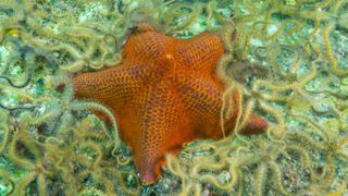 an orange starfish surrounded by brittle stars on the seafloor 