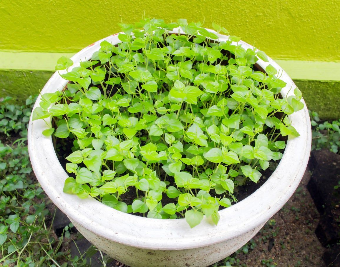 Potted Peperomia Seedlings Sprouting